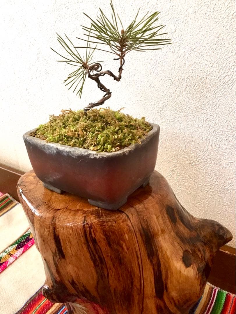 盆栽/天然赤松/里山自生の赤松で丁寧に作りました