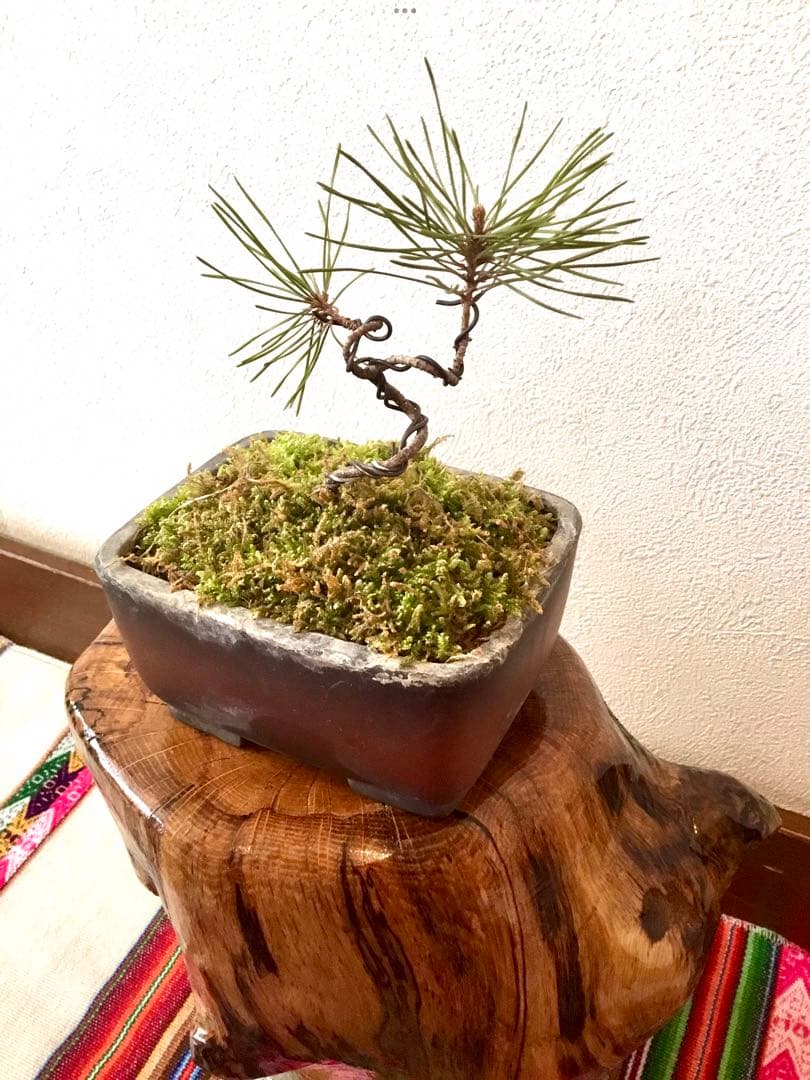 盆栽/天然赤松/里山自生の赤松で丁寧に作りました