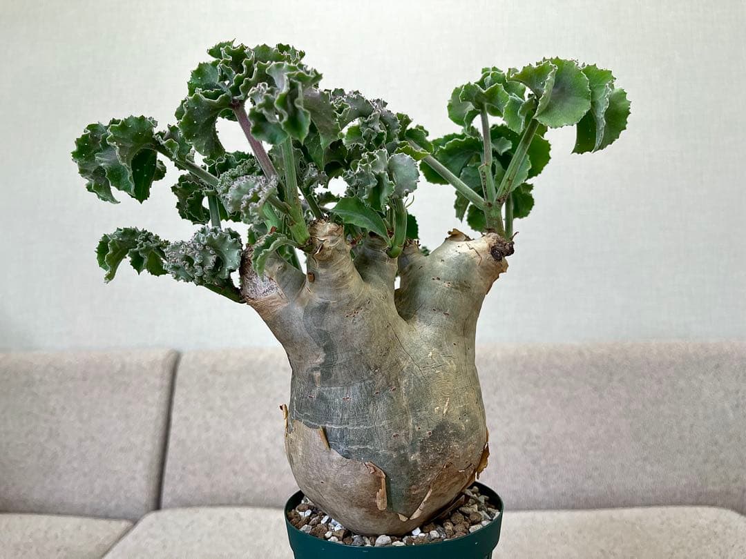 キフォステンマ マクロプス 良形