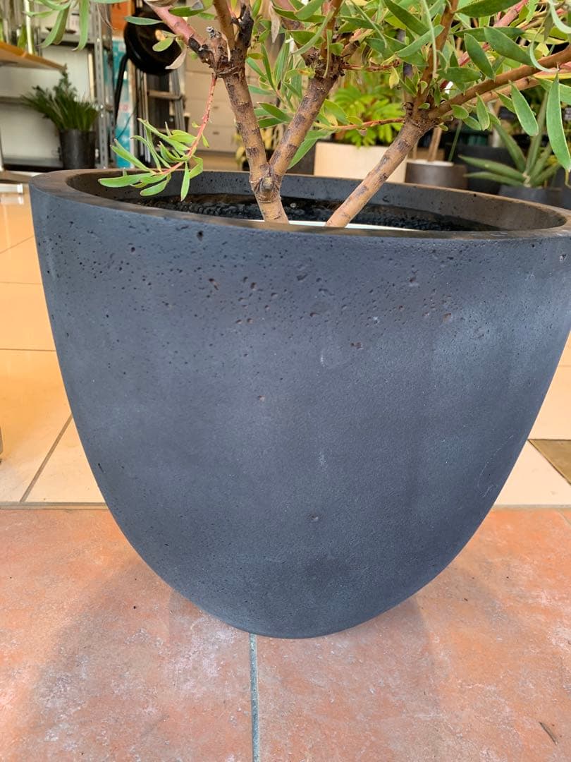 リューカデンドロン インカゴールド ファイバー鉢