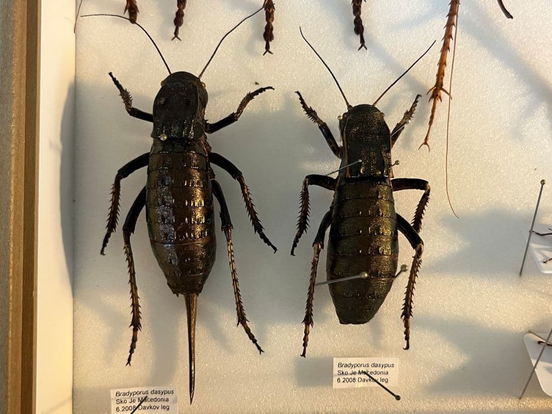 【88mm♀】ヨロイコロギス Bradyporus リオック 直翅類 標本