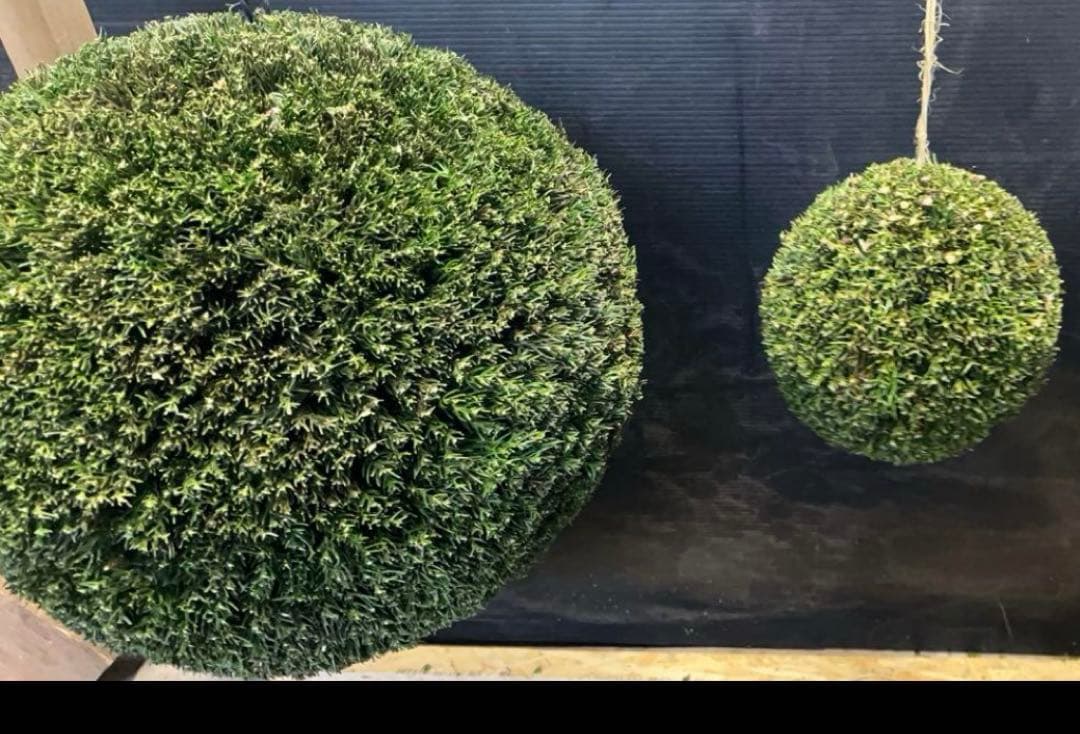 杉玉　約30㎝‼️縁起物　丸くて幸せ　家族円満♪