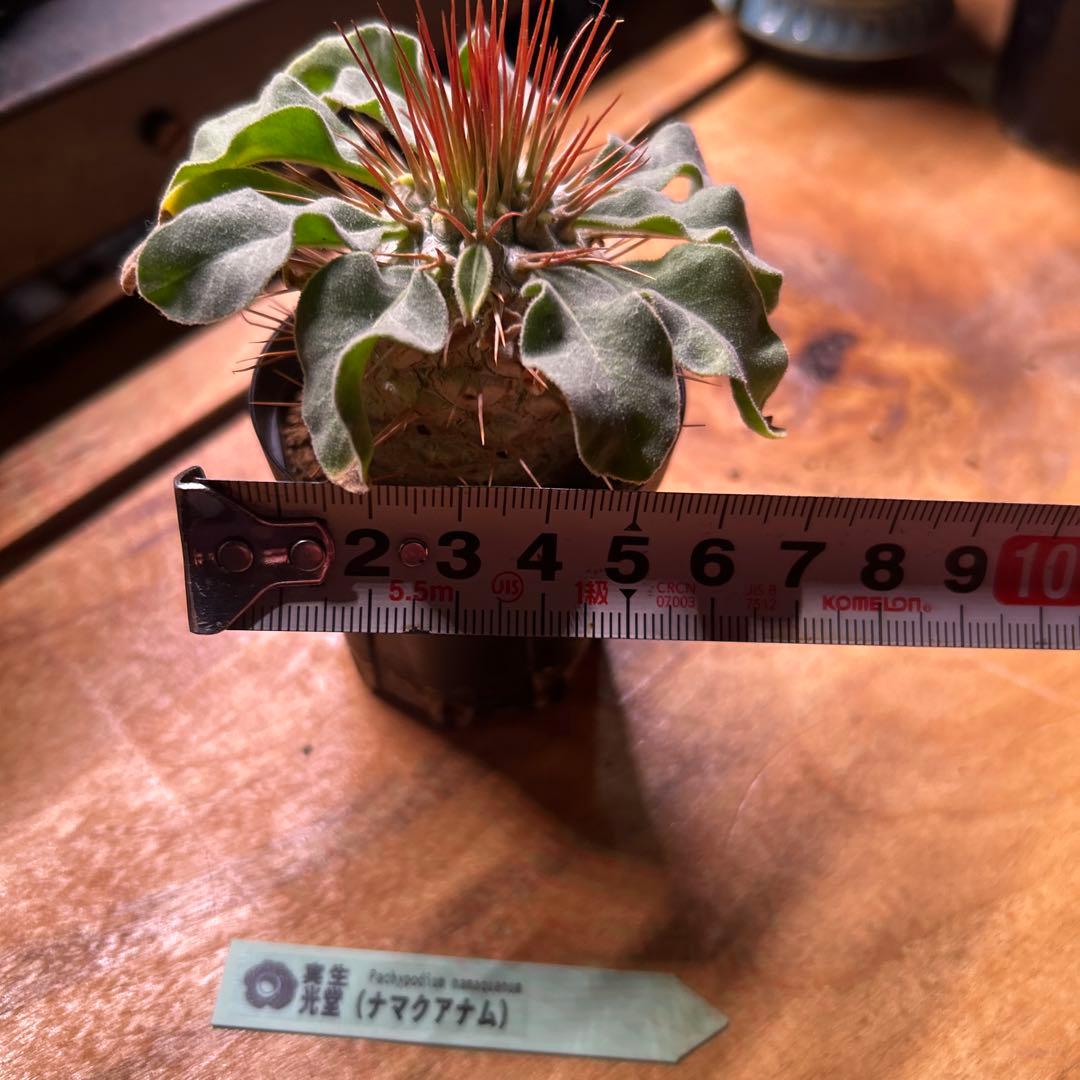 ナマクアナム　実生