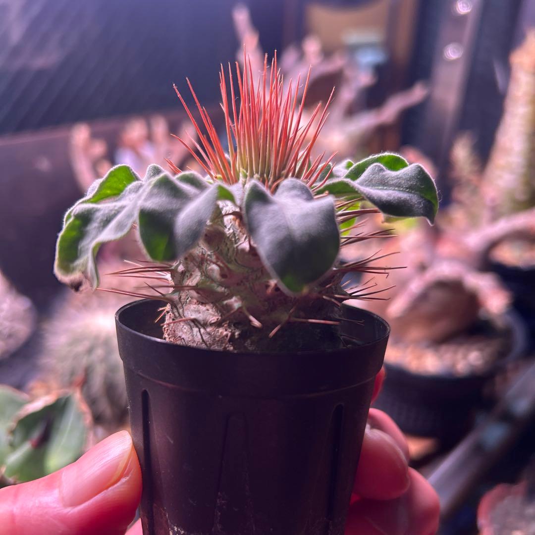 ナマクアナム　実生