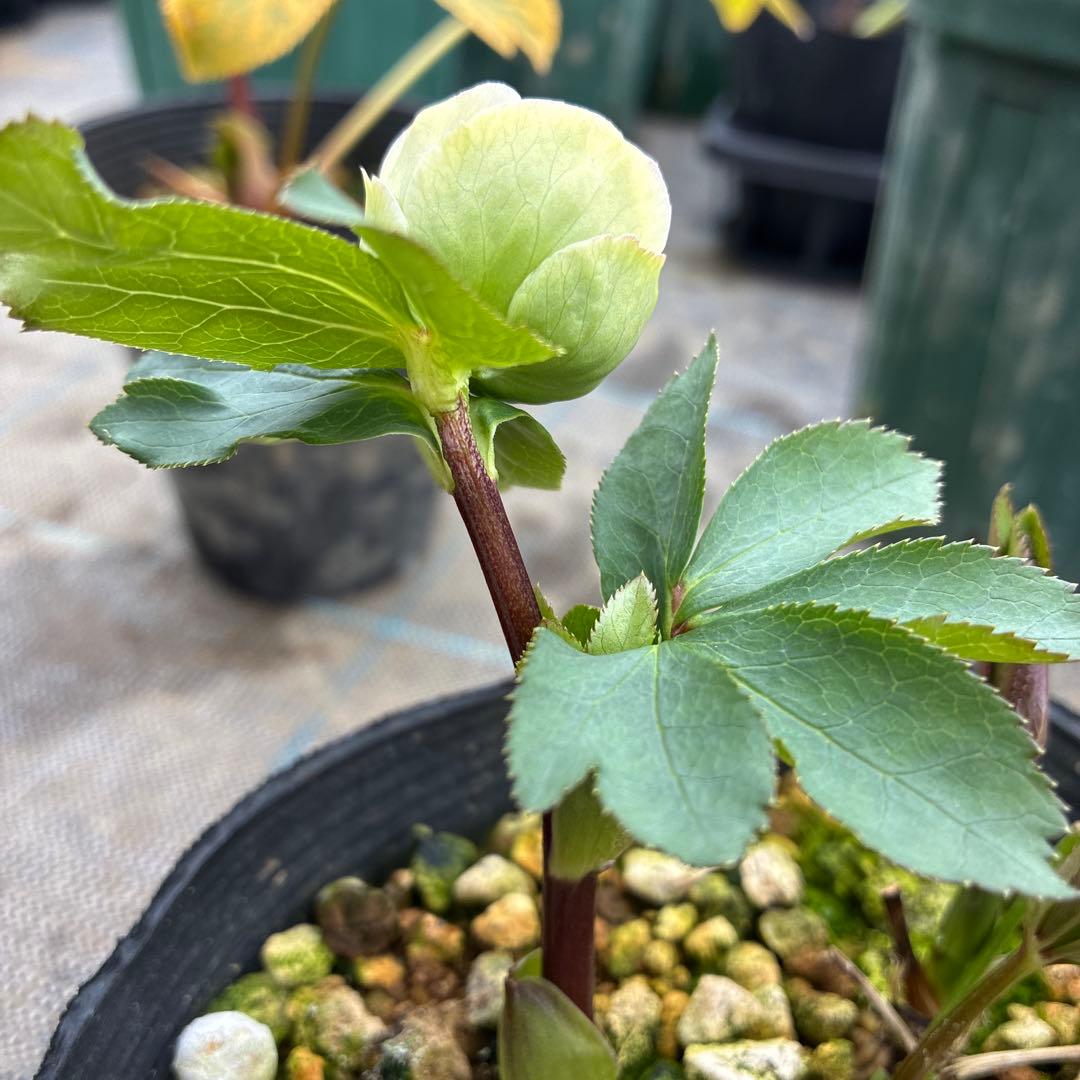 クリスマスローズ　小輪グリーングラデーション　希少　4.5寸