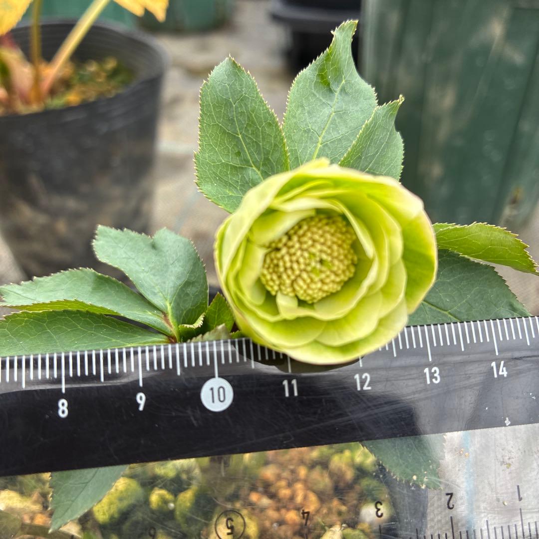 クリスマスローズ　小輪グリーングラデーション　希少　4.5寸