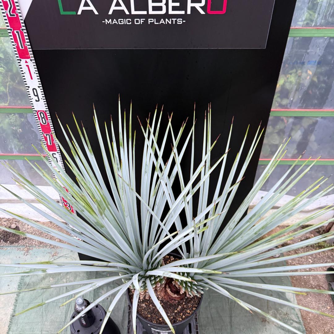【AL1072】ユッカ　LA ALBERO　Ver.リギダ