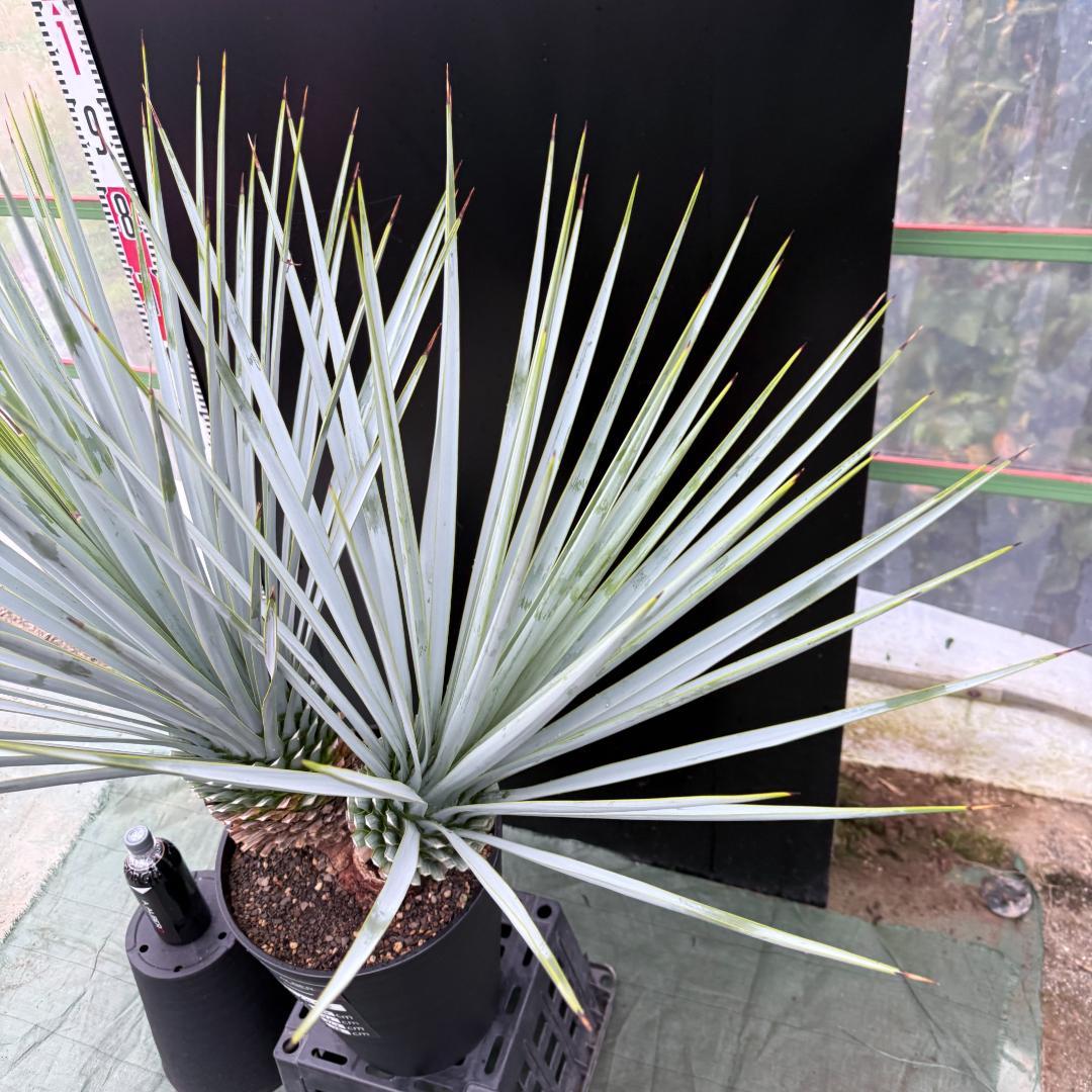 【AL1072】ユッカ　LA ALBERO　Ver.リギダ