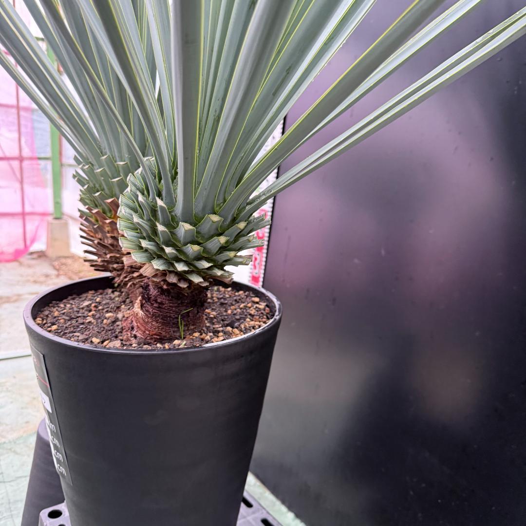 【AL1072】ユッカ　LA ALBERO　Ver.リギダ