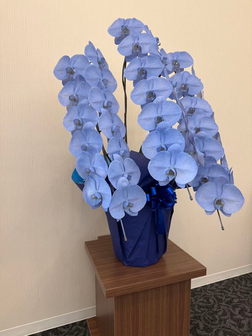 大輪胡蝶蘭　特殊染めブルー　3本立ち39輪 ラッピング有！送料無料！