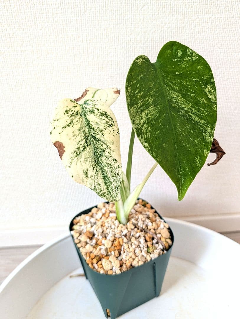 斑入りモンステラ　デリシオーサ　天津蘭　デリシオーサ　ホワイトモンスター