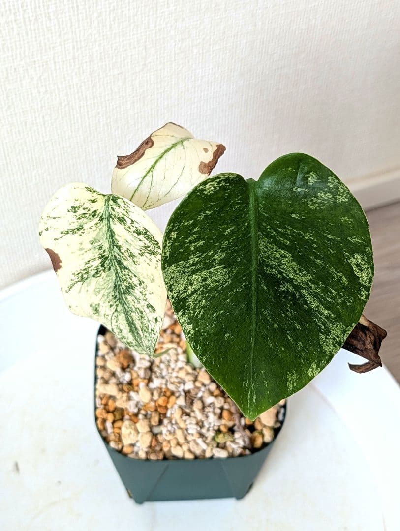 斑入りモンステラ　デリシオーサ　天津蘭　デリシオーサ　ホワイトモンスター