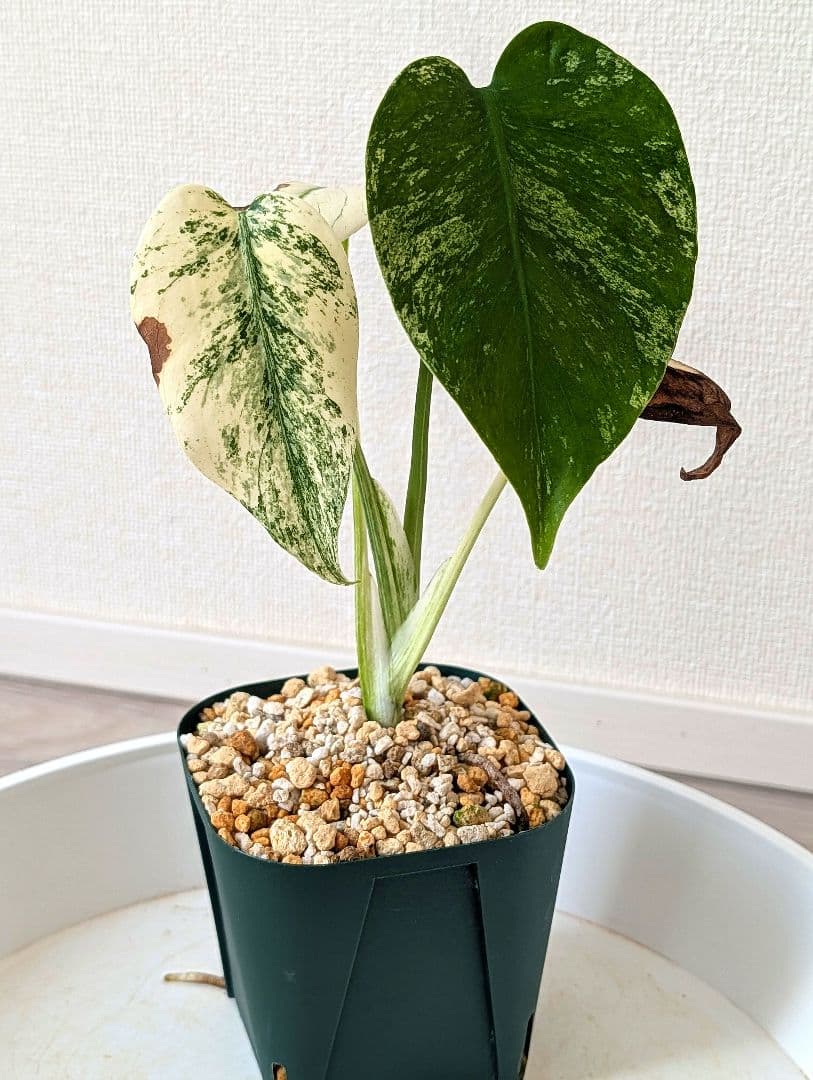 斑入りモンステラ　デリシオーサ　天津蘭　デリシオーサ　ホワイトモンスター