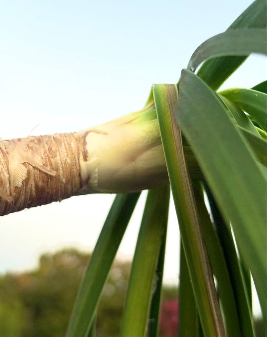 最終価格 希少♪大型 特大株♪ トックリラン ポニーテール ノリナ