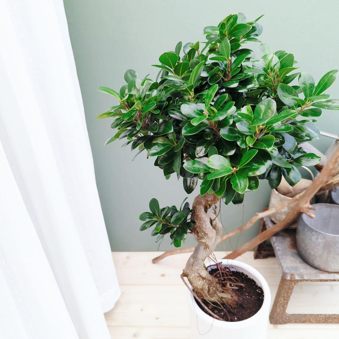 nima曲がりガジュマル (現品) 根上がり 曲線 空間浄化