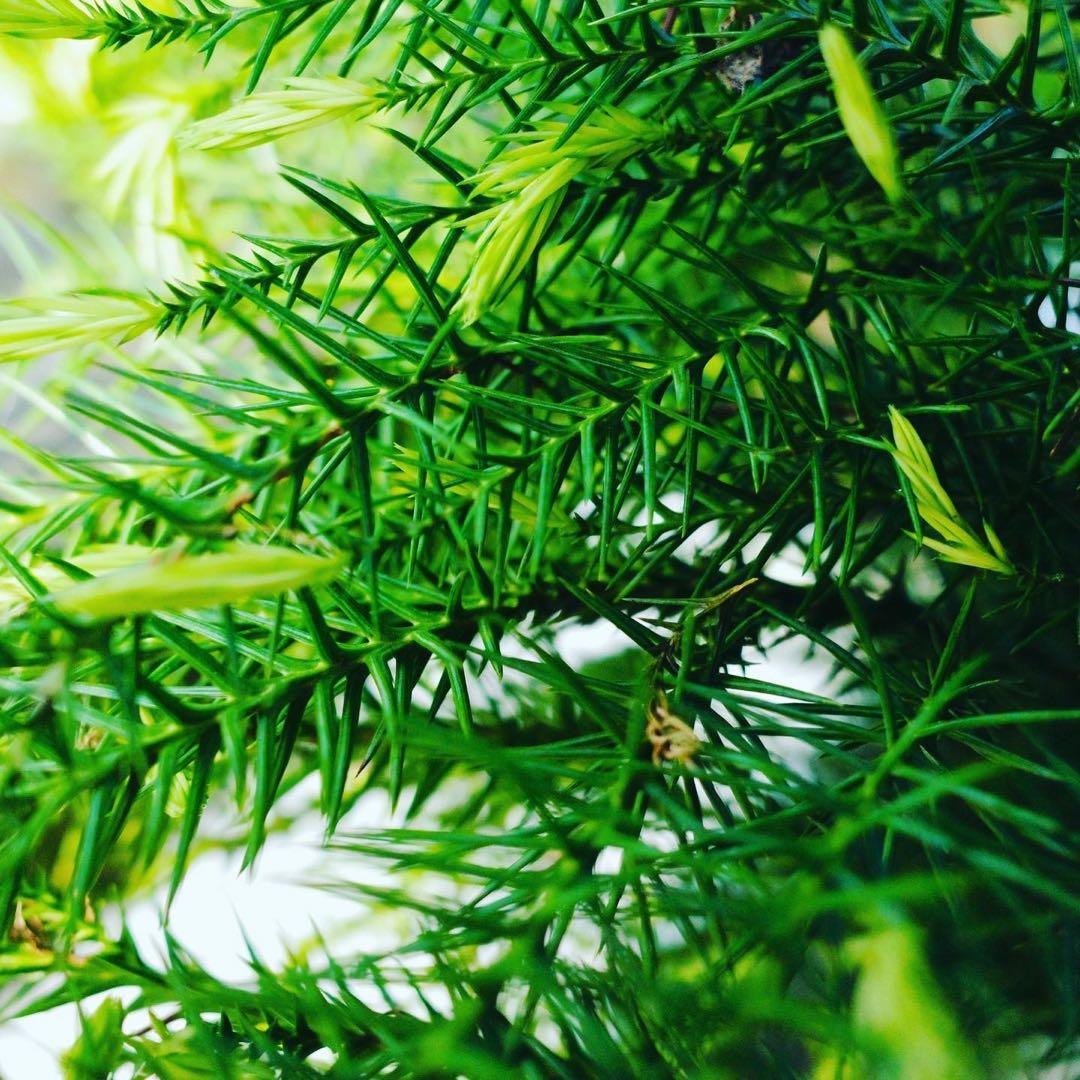 つくりたて杉玉　吉野杉　20センチ　屋根付き