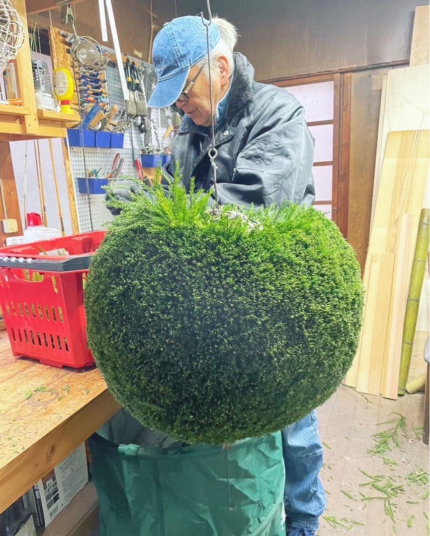 つくりたて杉玉　吉野杉　20センチ　屋根付き