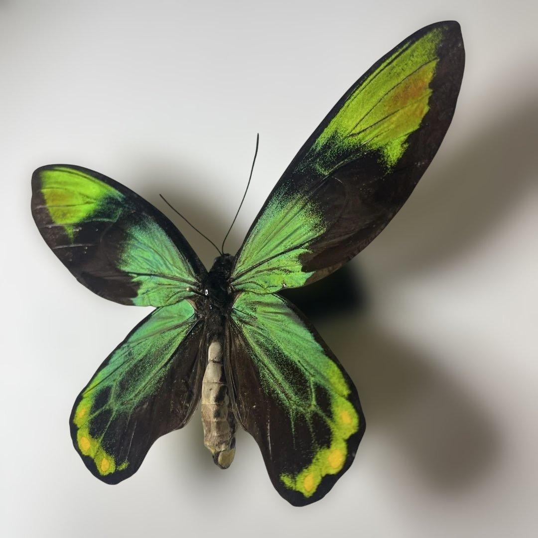 ビクトリアトリバネアゲハ赤紋出現