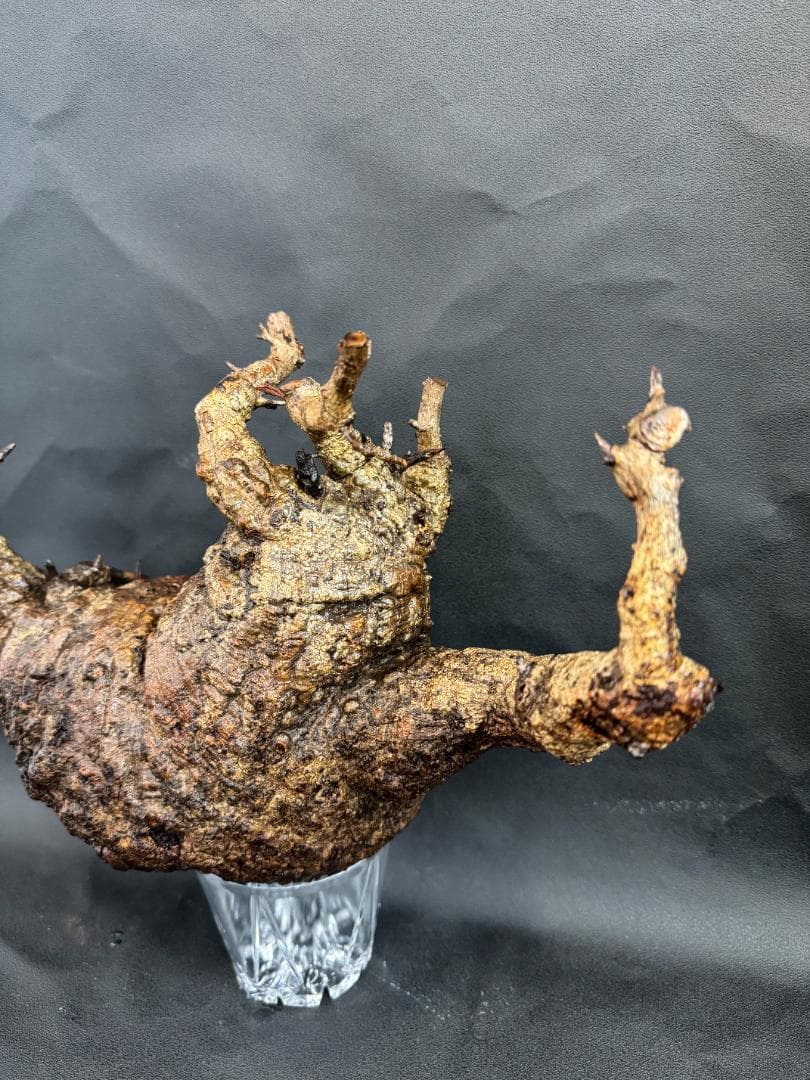 オペルクリカリアパキプス　ベアルート