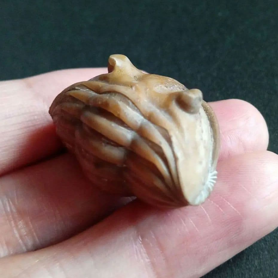 化石　三葉虫　ロシア産　防御姿勢　エンロール　美麗標本　極めて希少