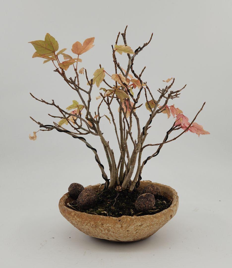 お正月セール 10日まで小品 寄せ植え楓盆栽 五葉松盆栽 真柏盆栽 懸崖 真柏