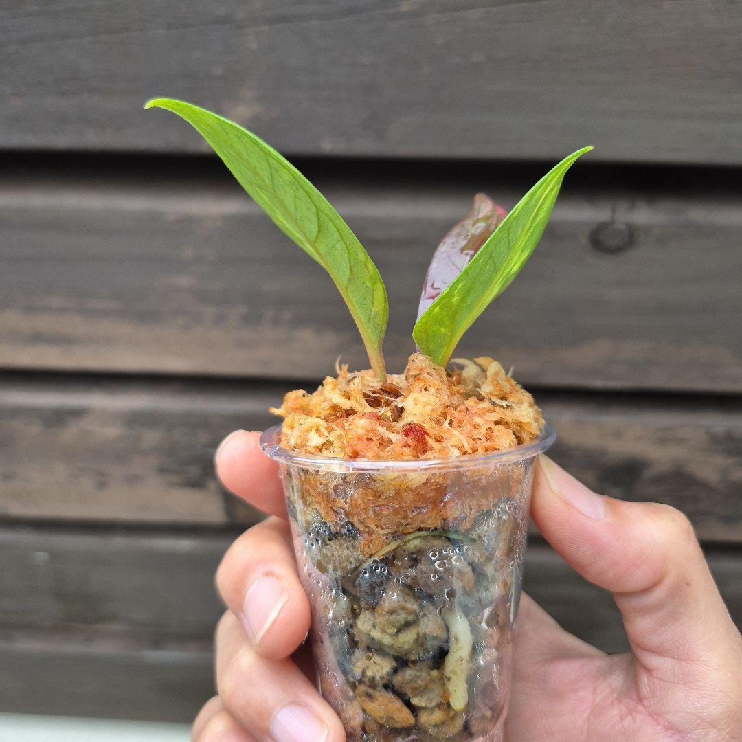 アンスリウム　ジェンマニー　斑入り