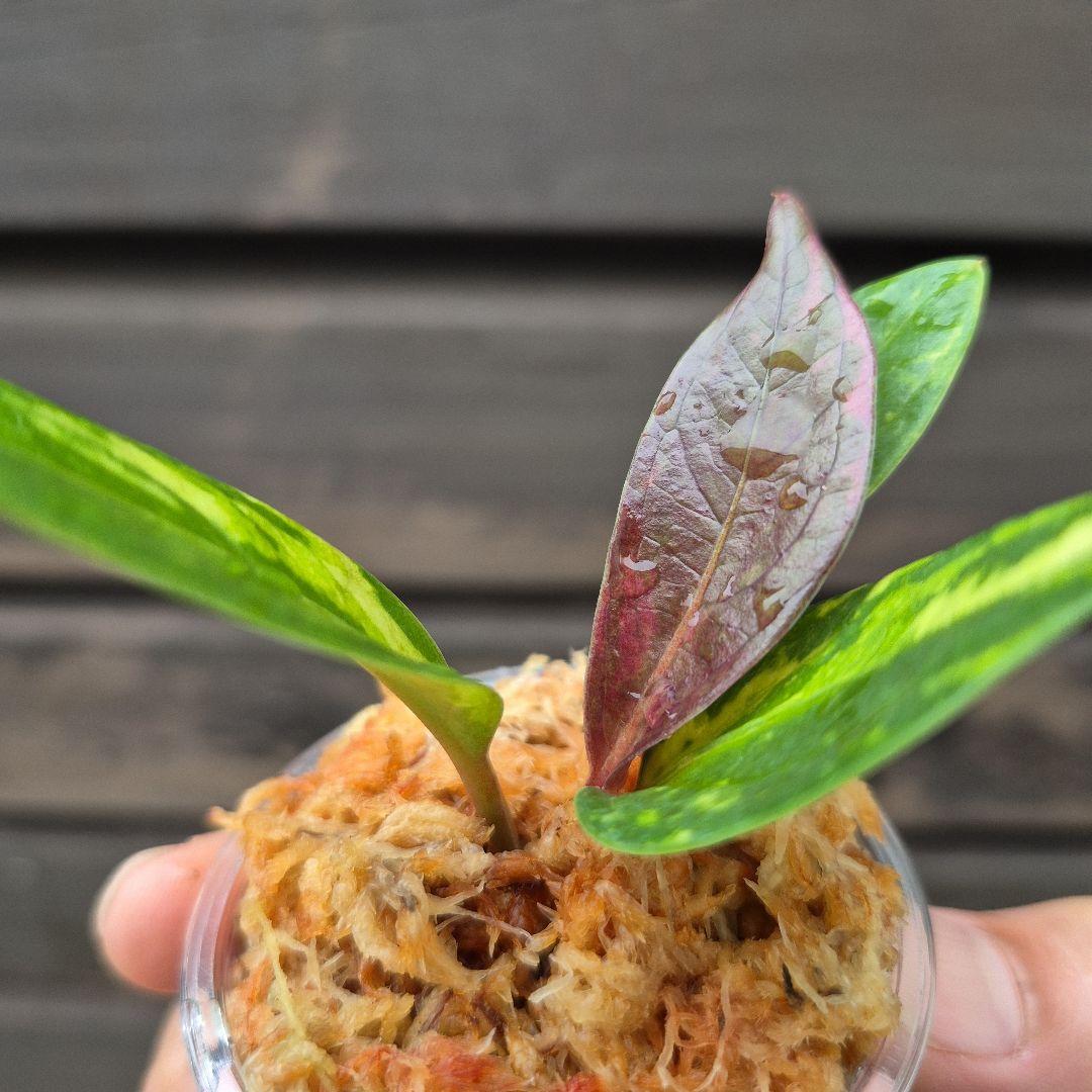 アンスリウム　ジェンマニー　斑入り