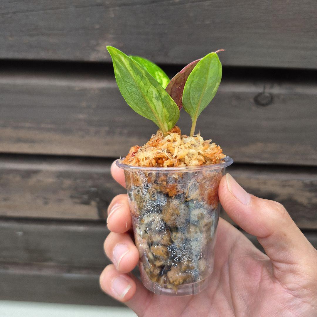 アンスリウム　ジェンマニー　斑入り