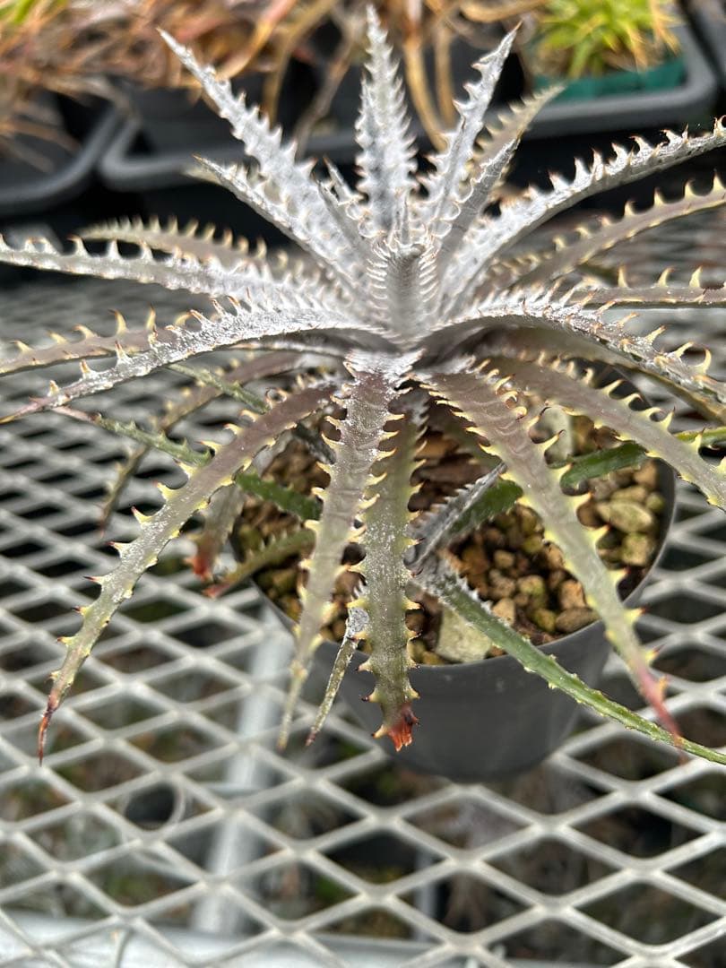 子株付き Dyckia 'Brittle Star' F3 D043 ⑴