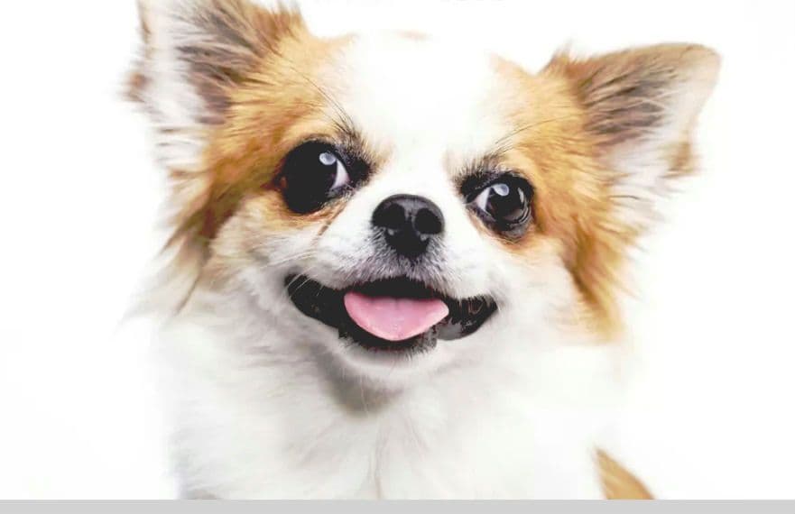 猫の写真 フレーム付き 黒スパークル