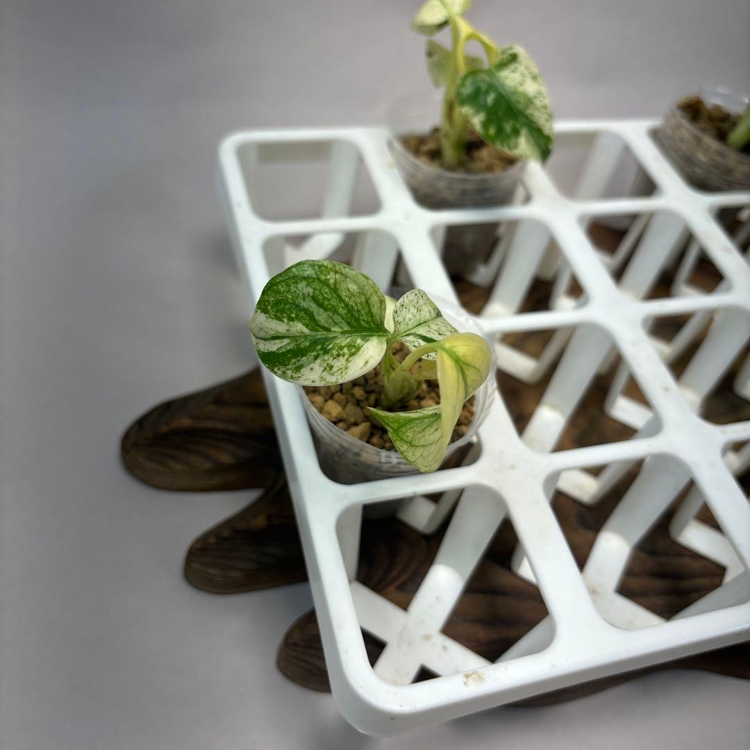 ミ*テ様 5株セットms48【特別選抜】ホワイトモンスター／天津蘭 モンステラ斑