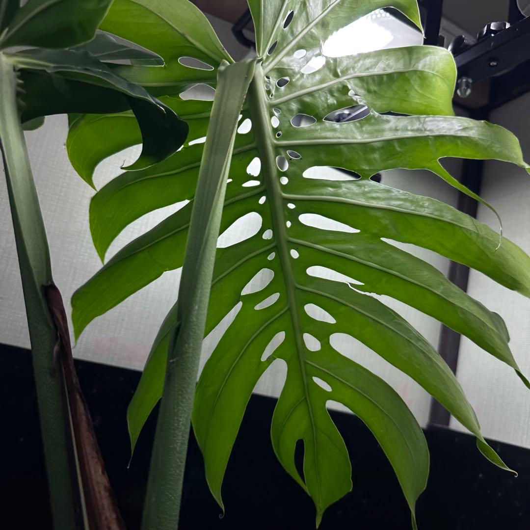 モンステラデリシオーサマクロコズム大型葉超希少系統鉢植え