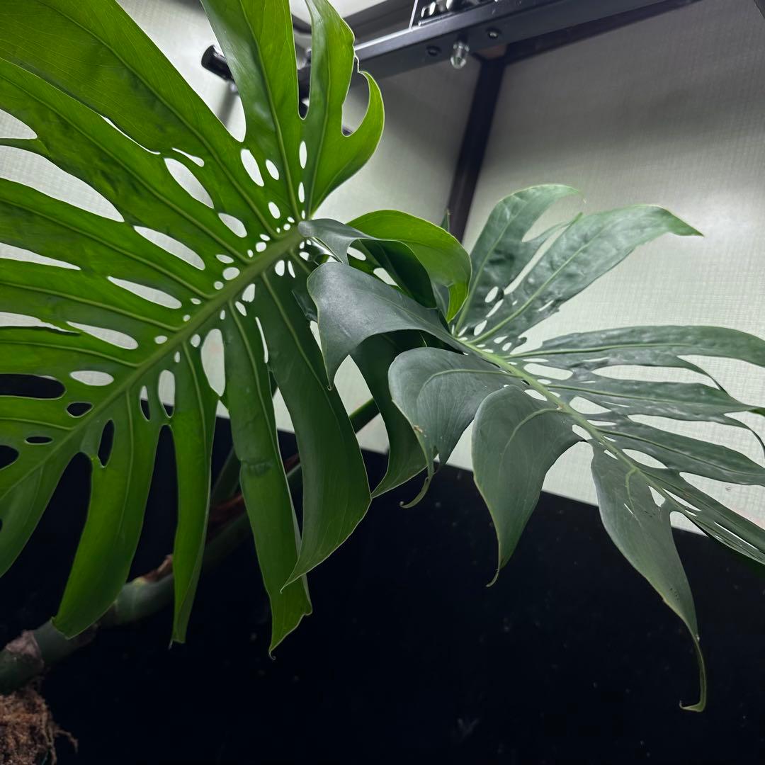 モンステラデリシオーサマクロコズム大型葉超希少系統鉢植え