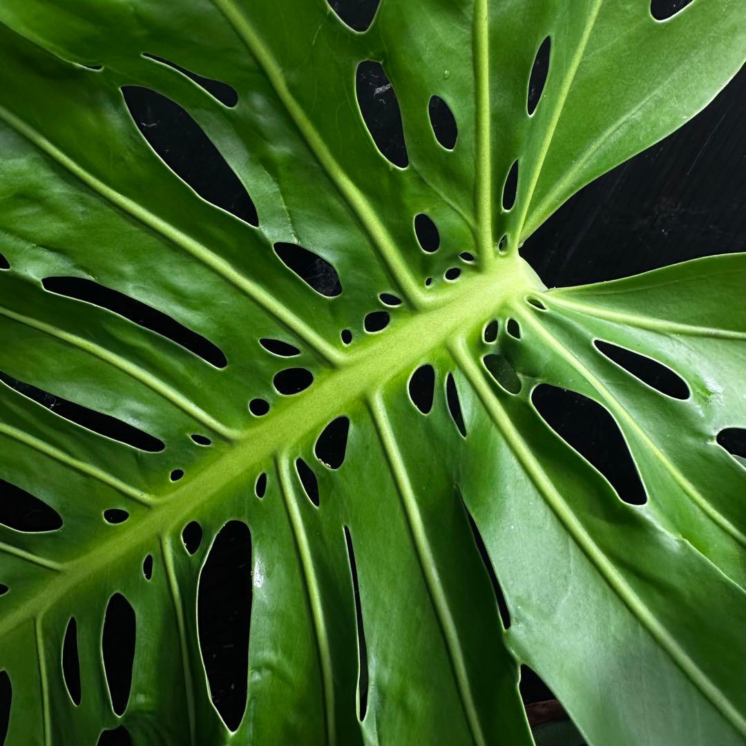 モンステラデリシオーサマクロコズム大型葉超希少系統鉢植え