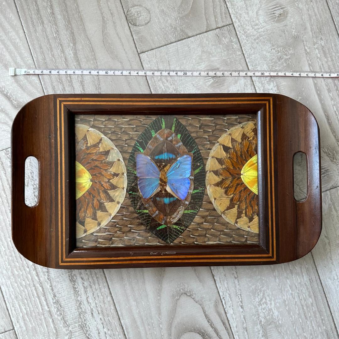 南米ブラジル モルフォ蝶 アート アンティーク インテリア 入手困難 一点物