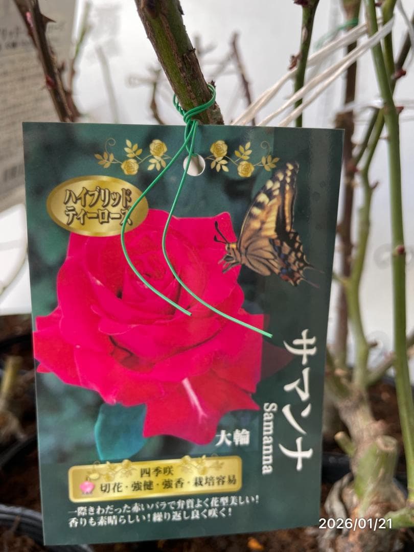 四季咲き　　バラ 　　 18株