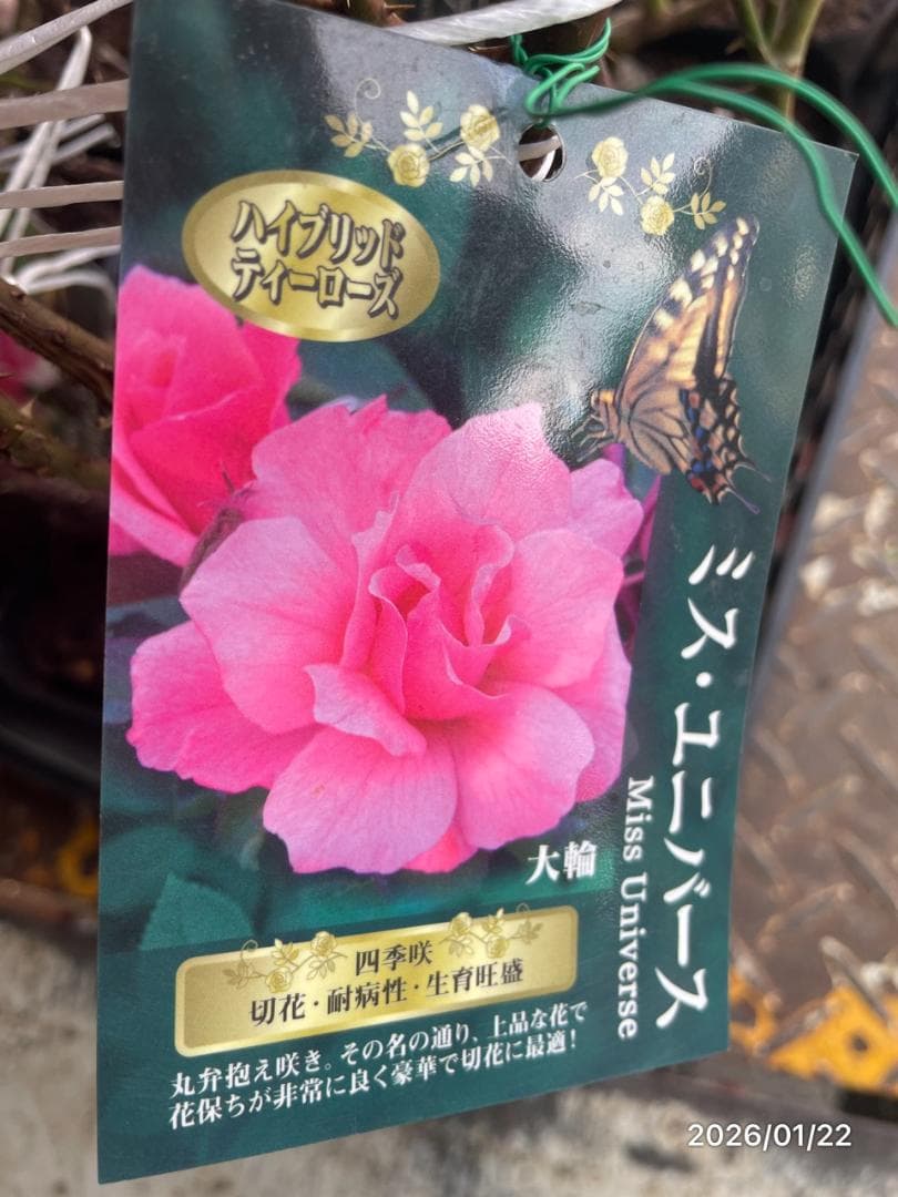 四季咲き　　バラ 　　 18株