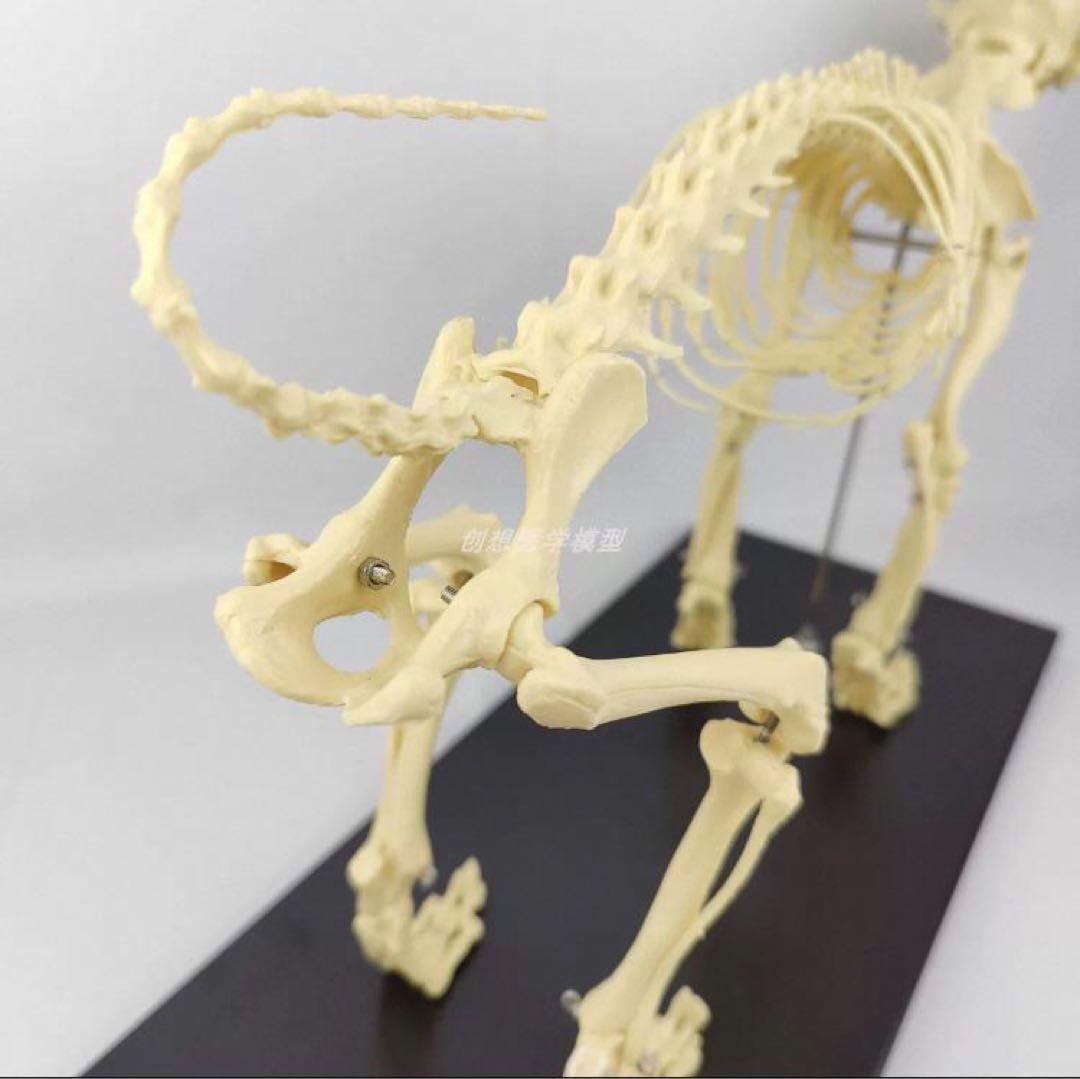 犬の骨格模型 解剖学標本 学習用犬骨格 獣医師やペットケアに最適