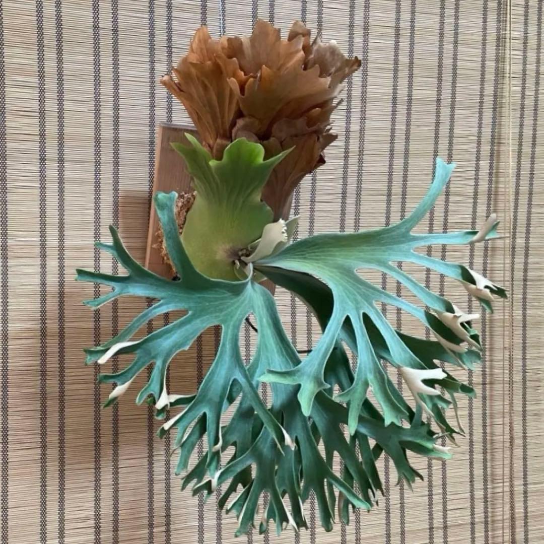 ビカクシダ P.fsq Ginka pup