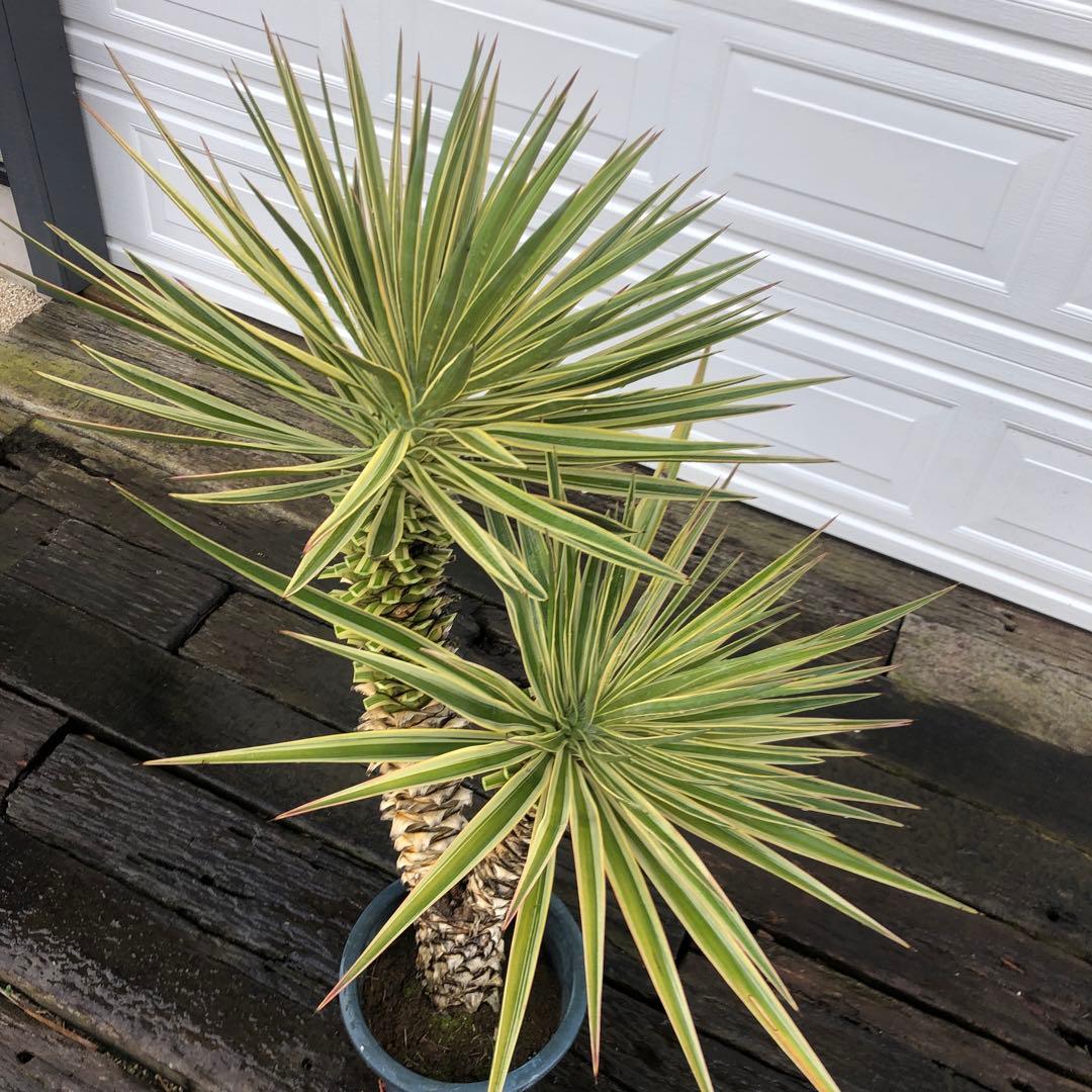 りょーた　ユッカ アロイフォリア　バリエガータ