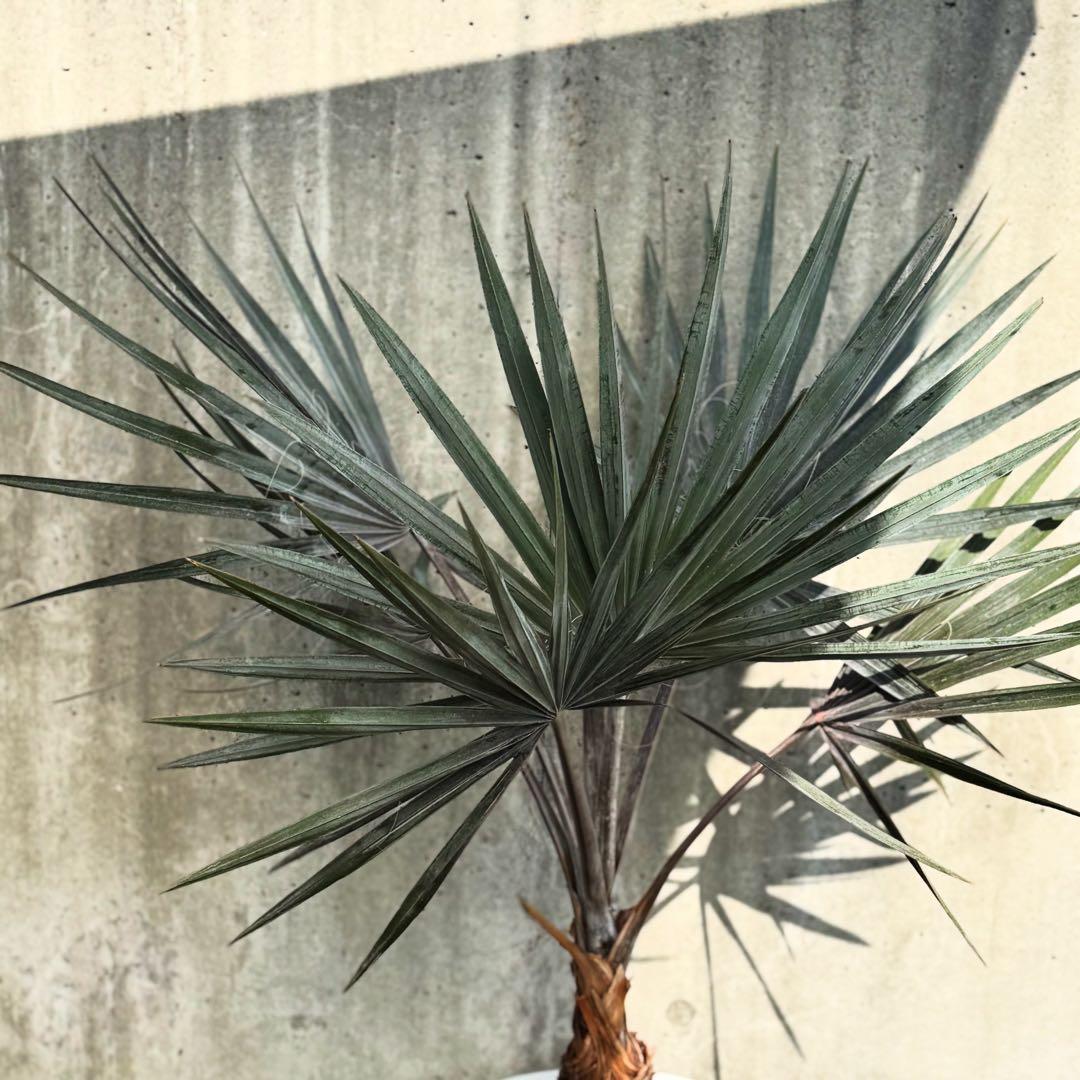 専用　ビスマルキア　ノビリス　シルバー　ドライガーデン　苗　ロックガーデン　ヤシ