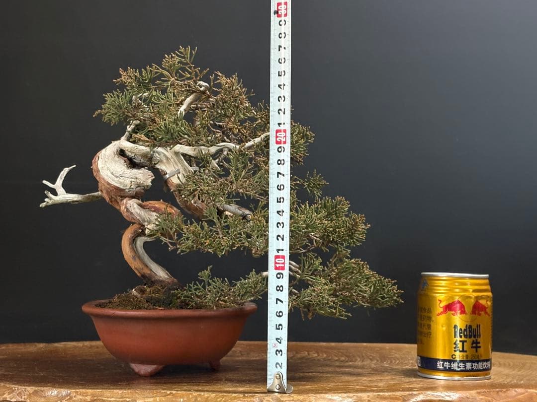 週末大幅値下げ❗️[盆栽]真柏