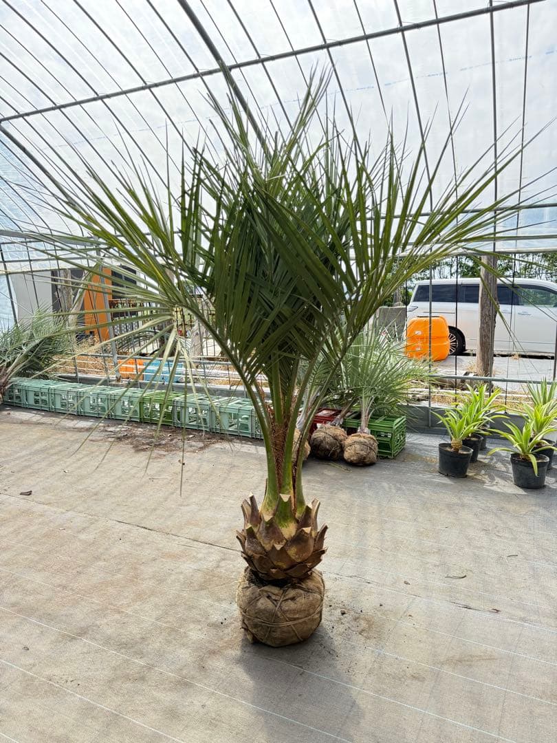 ココスヤシシルバーリーフ【極太】葉先170cm幹回り90cm 幹高40cm