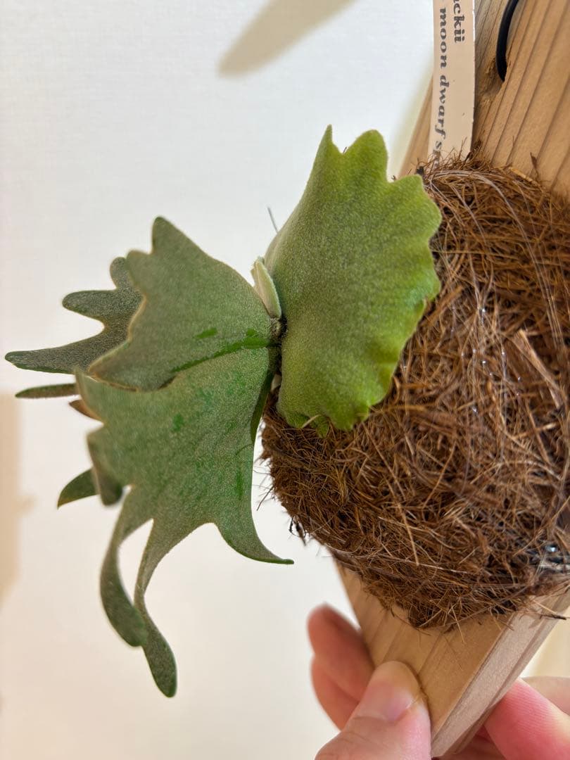 に*ち様 P.Willinckii Yellow Moon Dwarf spor