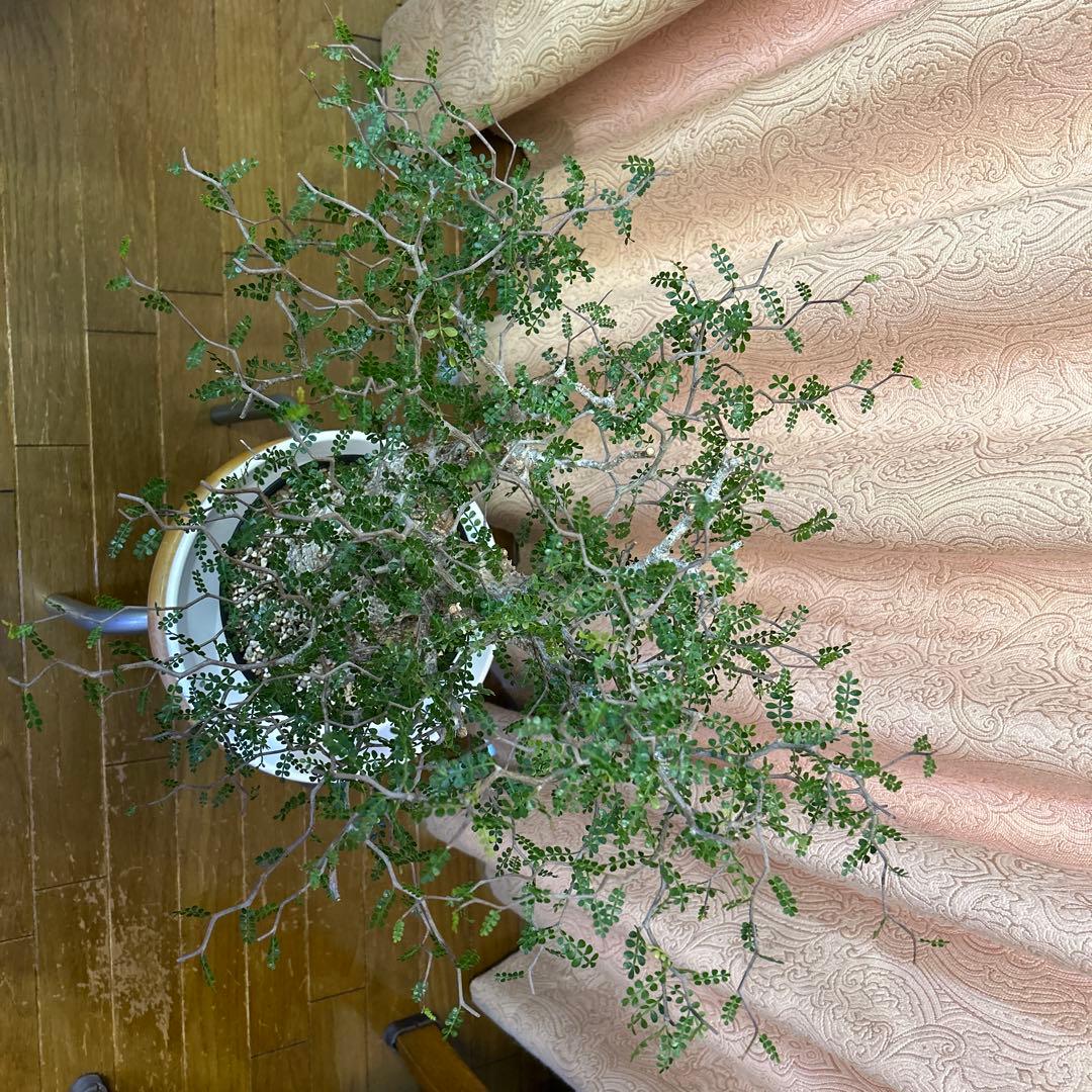 オペルクリカリア パキプス Operculicarya　Pachypus