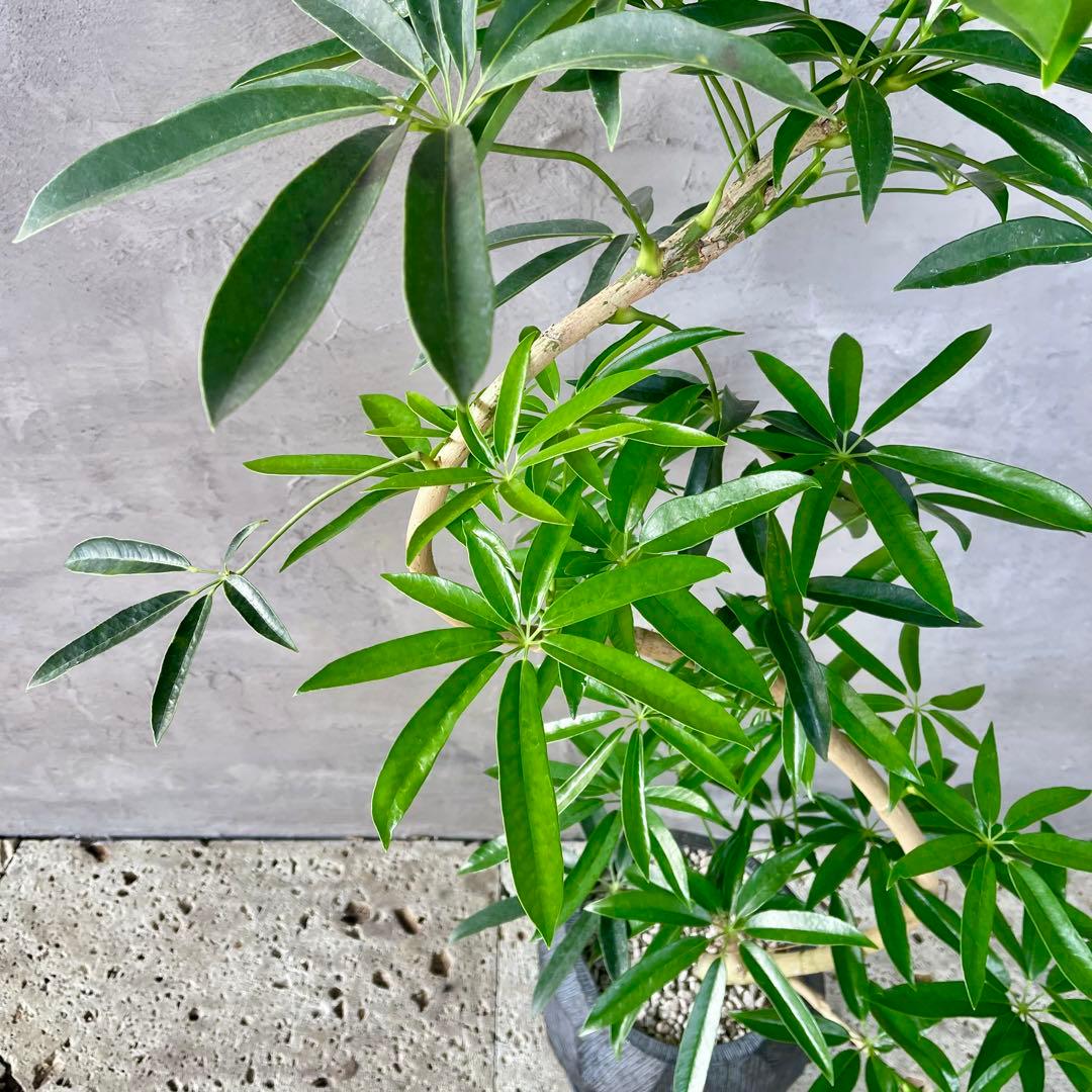 大型　シェフレラ　アンガスティフォリア　S字仕立て　陶器鉢　植え込み発送