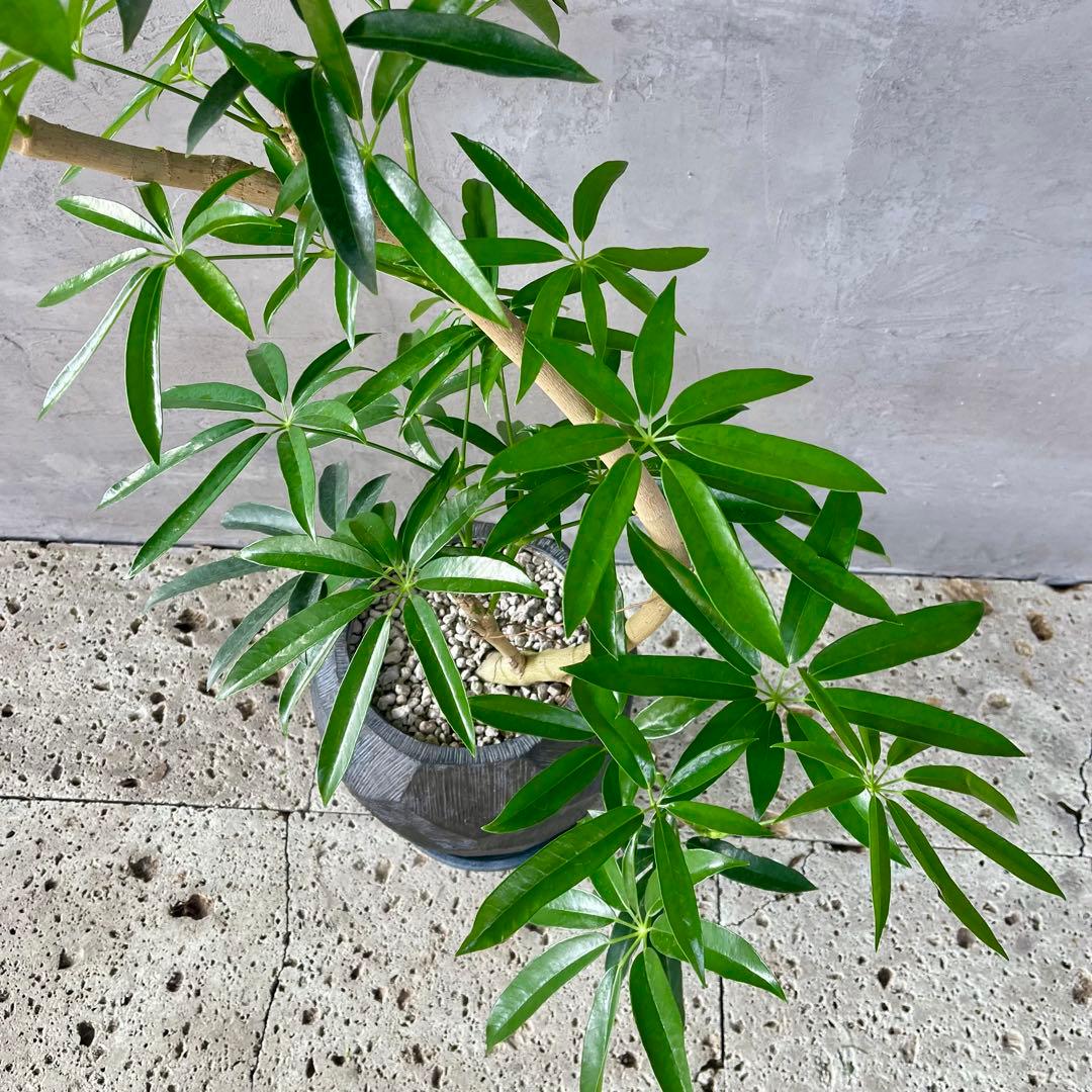 大型　シェフレラ　アンガスティフォリア　S字仕立て　陶器鉢　植え込み発送