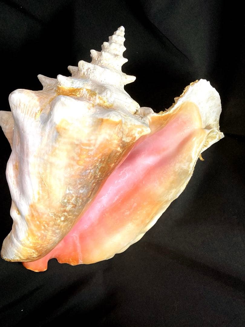 超特大　コンク貝、ピンク貝 (カリブ海産　特大サイズ　約30cm、2344g)