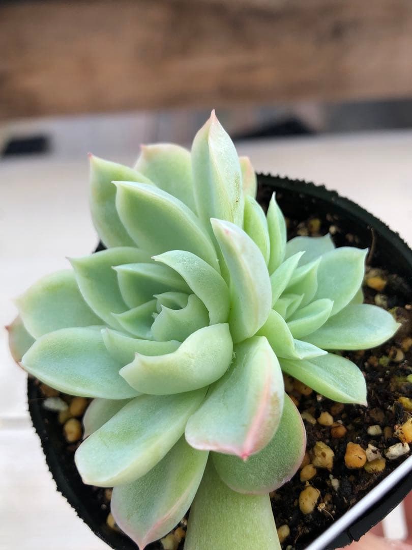 多肉植物 レミリア♡抜き苗(コキリノさん苗)