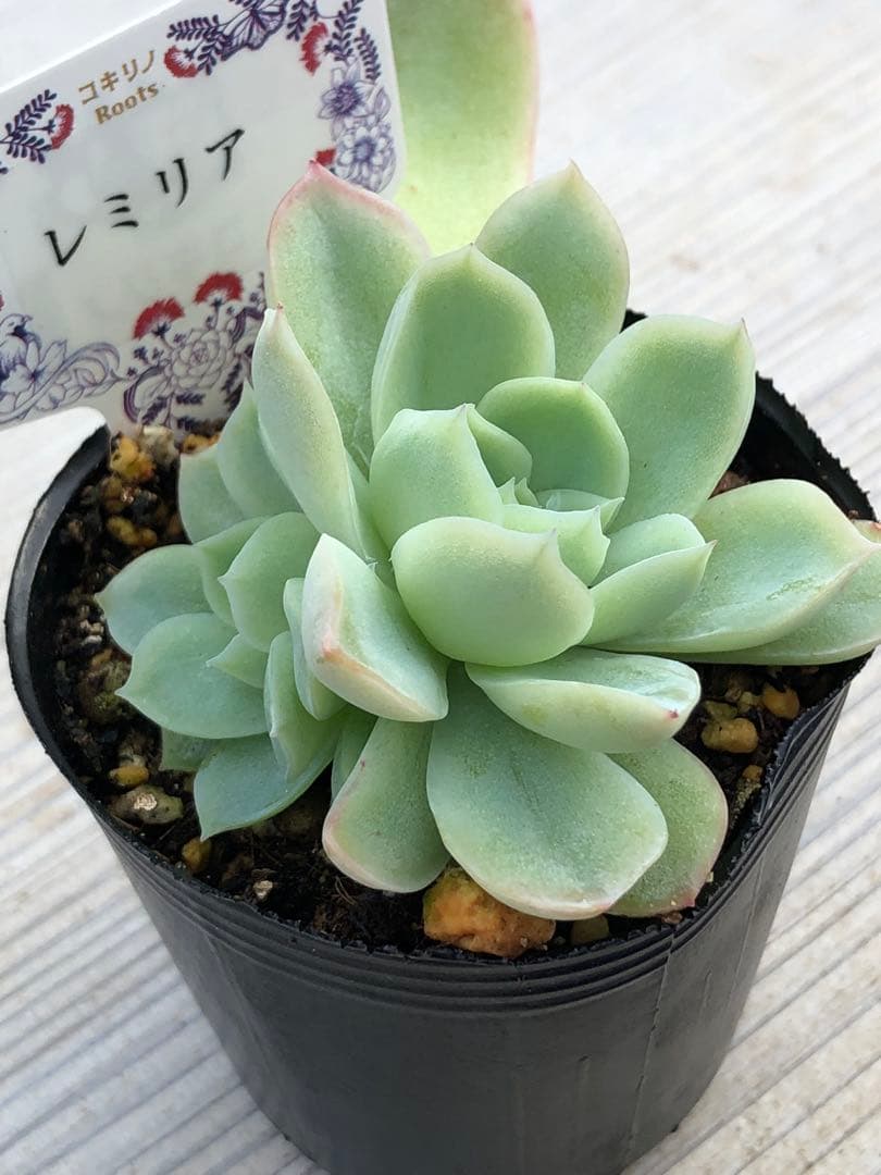 多肉植物 レミリア♡抜き苗(コキリノさん苗)